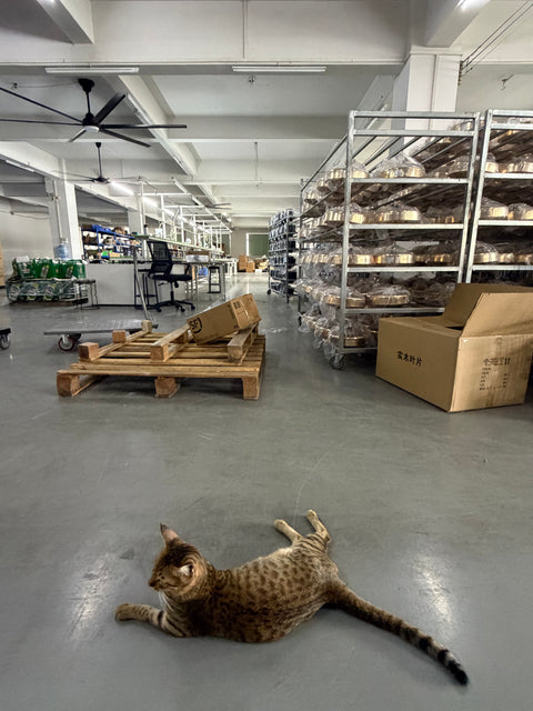 A tabby cat resting in an aisle of our workshop